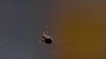 araña araña de jardín araneus teje una red video