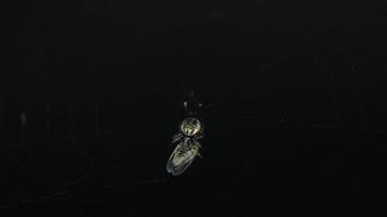 araña atrapó una mosca enredada en un capullo, cerrar