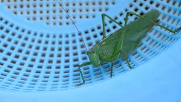 grande femmina di locusta verde vicino. video