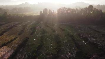 vuelo aéreo sobre la palmera de aceite muerta video