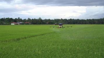 drones agrícolas rociando pesticidas en arrozales. video