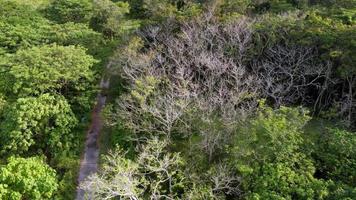 Luftaufnahme kahle Blätter Baum video