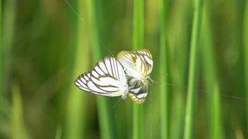 Two butterflies in the trap of spider net video