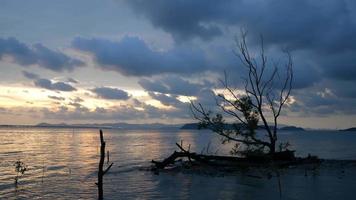 Bare mangrove tree at sea coastal video