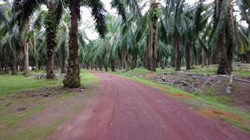 POV move at red soil path in oil palm video