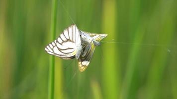 slow motion twee vlinders gevangen door spinnenweb video