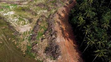 vanuit de lucht naar beneden kijken droge olie palmboom video