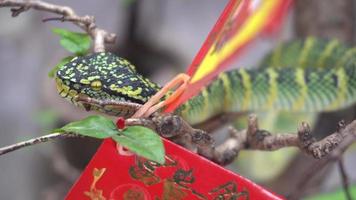 la serpiente verde descansa en la rama al lado del sobre rojo en el templo de la serpiente video