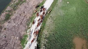 groupe de vaches à pied au chemin rural en journée chaude et ensoleillée video