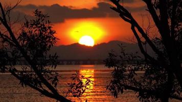 silhouet mangrove bladeren in zonsondergang. video