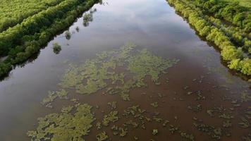 Aerial view algae float at the pond video