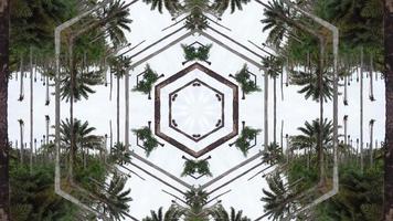 Abstract oil palm tree animation video