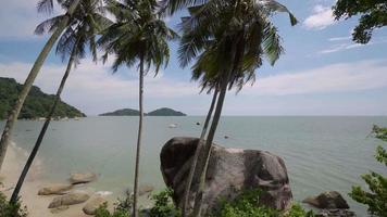 Panning left beaches with coconut trees video