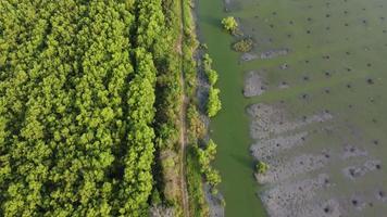 Green and dead mangrove tree video
