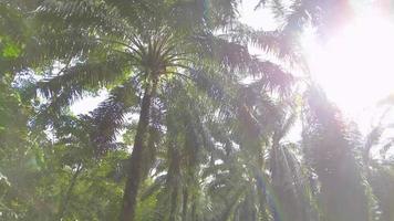 Tilt to view the top of oil palm trees in Malaysia video