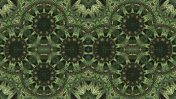 Symmetry kaleidoscopic abstract animation of green palm