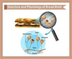 estructura y fisiología del moho del pan vector