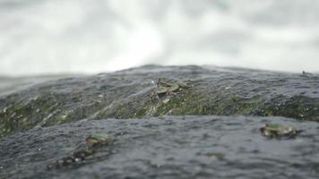 krabben op de rots op het strand, rollende golven, close-up video