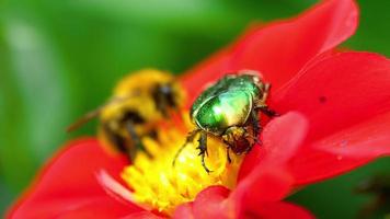 Cetonia Aurata also known as Rose Chafer and bumblebee on the Red Dahlia flower, macro video