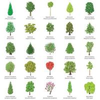 Tree types icons set, isometric style vector