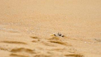 un cangrejo fantasma cavando arena para hacer un agujero en la playa video