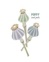 Poppy seed pods No contour hand drawn doodle, isolated, white background. Vector illustration