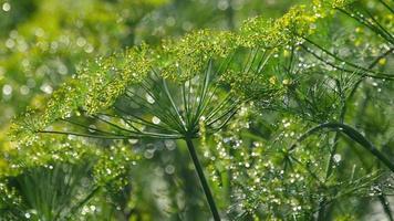 regndroppar på blomställningen av dill, slow motion video