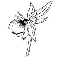 Black doodle of a hellebore. Hand drawn spring flowers illustration vector