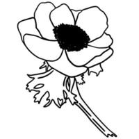 Black doodle of an anemone. Hand-drawn spring flowers illustration. vector
