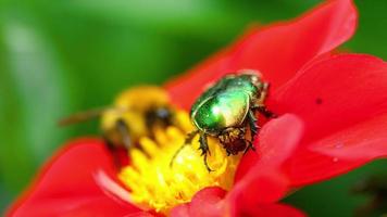 Cetonia aurata également connu sous le nom de hanneton rose sur la fleur de dahlia rouge, macro video