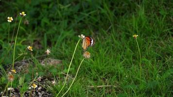 Papillon monarque Danaus plexippus sur fleur video