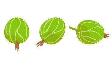 Gooseberry in different angles. vector