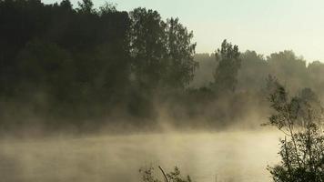 paesaggio timelapse con nebbia mattutina nel lago della foresta video