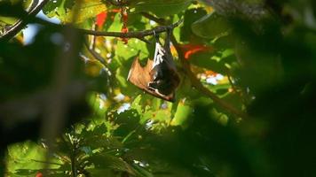 Lyle's flying fox -Pteropus lylei- washes, licking the skin of the wing, HDR footage video