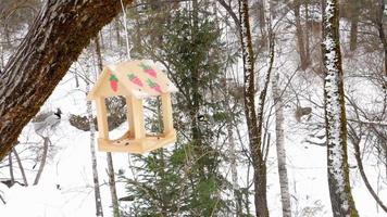 Birds eating seeds from the feeder, winter day video