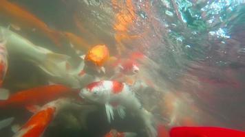 koi en estanque de peces bajo el agua. koi -nishikigoi-, son formas coloreadas de carpa amur video