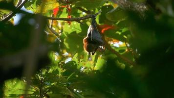 raposa voadora de lyle -pteropus lylei- lava, lambendo a pele da asa, imagens em hdr video