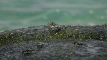 Crabs on the rock at the beach, rolling waves, close up video