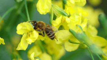 abelha coleta néctar em uma flor de brassica oleracea, câmera lenta