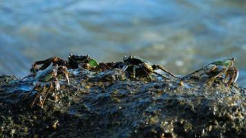 Crab on the rock at the beach, rolling waves, close up video