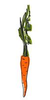 Vector hand-drawn doodle sketch carrot. For print, wallpaper, packaging paper design, textiles, notebooks, notepads, tableware and other things.