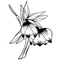 Black doodle of a hellebore. Hand drawn spring flowers illustration vector