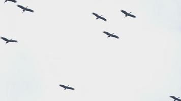 Flock of Asian Openbill -Anastomus oscitans- flying overhead in blue sky during migration season in Phuket island, Thailand. video