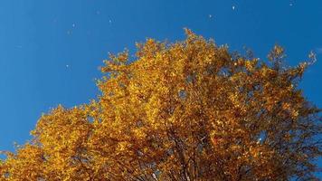 herfstboomtoppen gouden herfstbomen toppen tegen de lucht, bladeren vallen