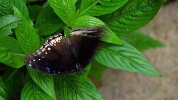 Danaid Eggfly Butterfly, also known as Hypolimnas misippus, Nymphalidae family video