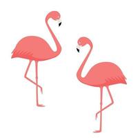 Two pink coral flamingos on a white background. Vector image of exotic birds