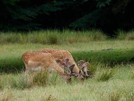 deers in westphalia photo