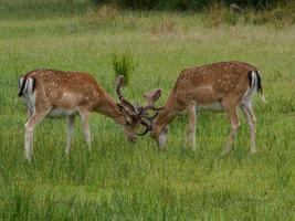 deers in westphalia photo