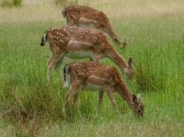 deers in westphalia photo