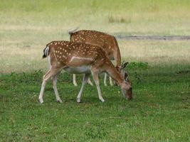 deers in westphalia photo